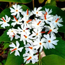 cloud farm Parijat/Harsingar Plant-picture-16