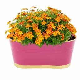 ecofynd 12 Inches Oval Rectangular Set of 3 Pink Metal Planter image 2