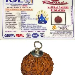 nepalirudraksh 7 Mukhi Rudraksha Original Certified | Original Seller Nepali Rudraksh | Mother of Pearl Pendant-picture-27