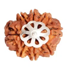 certified gems 8 Mukhi Rudraksha Nepal 8 Mukhi Rudraksha Original Certified Nepali 8 Face Rudraksha Original 20mm 8 मुखी रुद्राक्ष Ath Mukhi Rudraksha Eight Face Rudraksha Original image 2