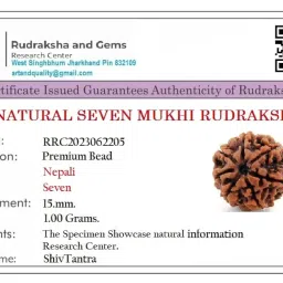 shivtantra Seven Mukhi Rudraksha bead Original Certified, seven Face Rudraksha Satmukhi Rudraksha By Certifiedx24 image 1