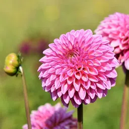 silba Dahlia Seed, Dahliya Seed, Daliya Seed Seed image 3