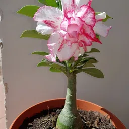 breezy blooms Adenium Plant-picture-39