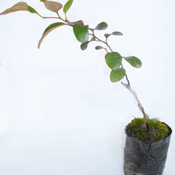 Ber Apple Plant-image-68