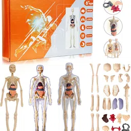 3D Human Body Structure Model Toys for Kids 6+-image-31