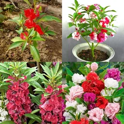 ibains Gulmehandi seeds pack of 155 Seed image 1