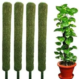 nikhat Moss Stick for Money Plant, Climbing Indoor Plants (Set of 4) Plant Container Set-picture-11