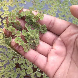 wequality azolla agriculture/azolla seeds 1399 Seed image 3