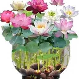 seedkey lotus seeds for home Seed-picture-19