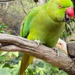 parrots wizard Large Size Parrot Food Sunflower Seeds Nuts 0.9 kg (2x0.45 kg) Dry Adult, Young, Senior Bird Food image 5