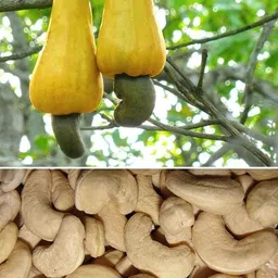 Cashew Plant-picture-24