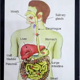 melody's Digestive System Working Model Science Project Educational Electronic Hobby Kit-picture-20