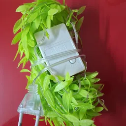 gift kaunsa de 100 LEDs 10 m Yellow, Green Steady, Flickering Leaf Rice Lights image 3