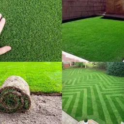 ibains Korean nilgiri lawn grass seeds pack of 11000 Seed-picture-10