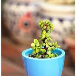 mamoni traders Jade Plant-picture-29