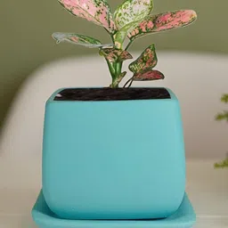 LASAKI Nebi Blue Ceramic Handmade Planter With Plate image 2