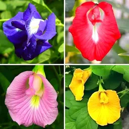 seedaria Mix colour Aparajita Flower seeds, butterfly pea Seed image 1
