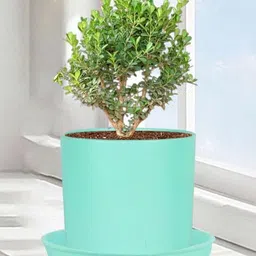 LASAKI Sara Blue Ceramic Planter With Plate-image-14