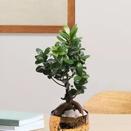 VoiDrop Yellow & Black Printed Antique Handi Flower Planters-image-97