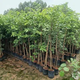 eden earth Red Sandalwood Plant image 5