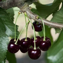 mamoni traders Cherry Fruit Plant-picture-28