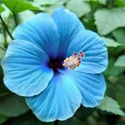 sacart Hibiscus Plant-picture-15