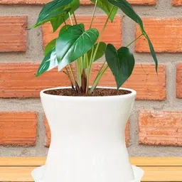 LASAKI White Ceramic Planter With Plate-picture-11