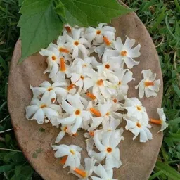 cloud farm Parijat/Harsingar Plant-picture-12