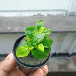 mf aquatic plants Anubias Nana Gold-picture-26