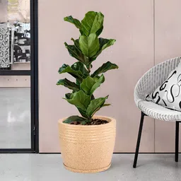 RUBOXA 6Pcs Brown UV ProtectedPlanters image 5