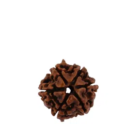 GenZcomplex Unisex Natural Six Mukhi Rudraksha Circular Pendants image 1