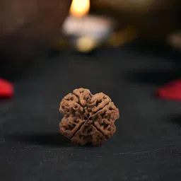 Gemsmantra Brown Wooden 4 Mukhi Rudraksha Nepali Without Pendant image 3
