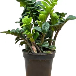 lifeshowme Zamia ZZ Dwarf Plant image 1