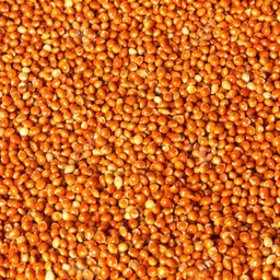 koo retails Red Millet Seeds 500g - Finger Millet Seeds 0.5 kg Dry Adult, Young, Senior Bird Food image 1