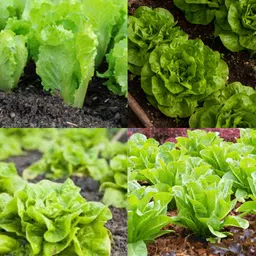 ibains Romaine lettuce seeds hybrid pack of 42 Seed image 4