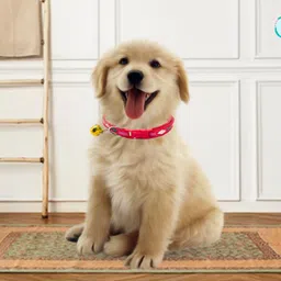 litvibes Cat & Puppy Collar With Bell,Kitten & Small Dogs Soft Adjustable & Breakaway Dog & Cat Break Away Collar image 5