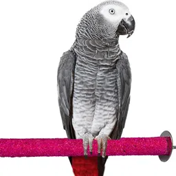 congo natural parrot treat Mix Colour Natural Rough Grinding Nail Perch for Medium, Large Birds, Piece 01 Wooden Perch For Bird-picture-22