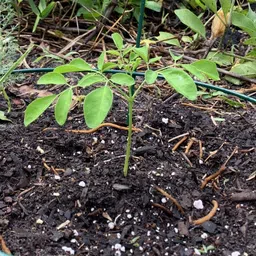 silba Drumstick Seed, Moringa Seed, Sahjan Seed, Sajina Bij Seed image 4