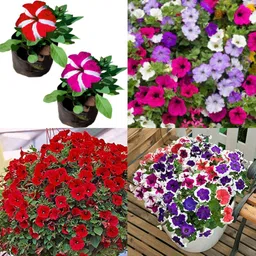 ibains Petunia flower seeds all colours pack of 26 Seed image 2
