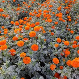 n.g.m. agrocare Marigold Mix Hybrid Flower 1000 Seed image 4