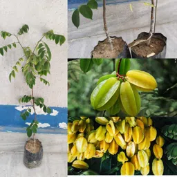 petalpath Star Fruit Carambola Grafted Plant-picture-21