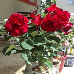 breezy blooms Adenium Plant-picture-41