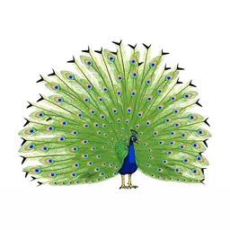 Wallpics White & Green Peacock Printed Waterproof Wall Sticker-picture-14