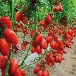 dbbrothers hybrid tomato seeds for Home Garden pack of 44 Seed-picture-21