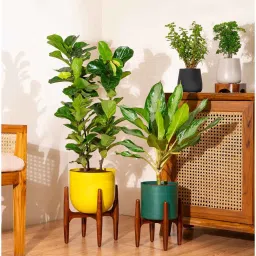 kyari Bambino With Arbor Pot - Grey image 4