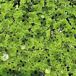 wequality lemna minor seeds/azolla seeds 659 Seed image 2