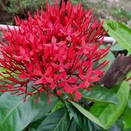 yadunika Ixora Plant, Trothic Ixora/Chethi Plant image 2