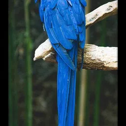 ritwika's Beautiful Bird Blue Parrot Sitting On Branch of Tree Framed Painting Digital Reprint 13.5 inch x 7.5 inch Painting-picture-21