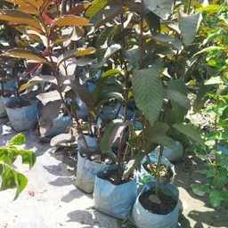 petalpath Guava Plant image 3