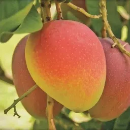 bulaplanthouse Mango Plant-picture-28